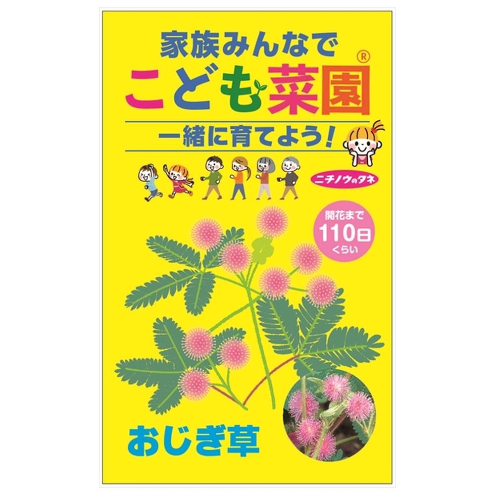 こども菜園 【おじぎ草】 種・小袋 （1ml） 固定種