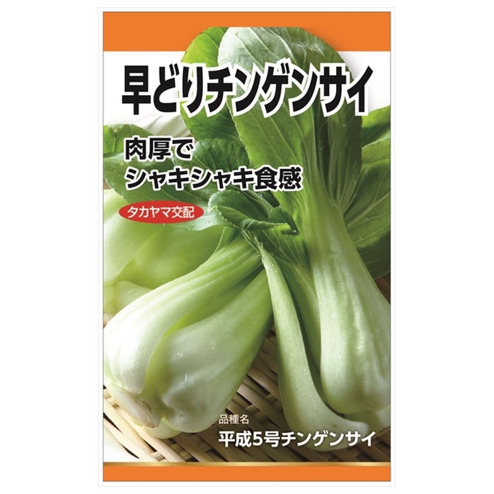 【早どりチンゲンサイ(平成5号)】 種・小袋 （6ml） F1（一代交配種）