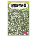 【宿根かすみ草】 種・小袋 (0.2ml) F1(一代交配種)