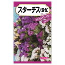 【スターチス】 種・小袋 (0.1ml) 固定種