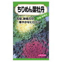 【ちりめん葉牡丹】 種・小袋 (0.5ml) 固定種