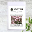 【有機種子】 サポナリア・バッカリア/道灌草 S 50粒 種蒔時期 3~5月、9~10月
