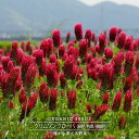【有機種子】 クリムソン クローバ(緑肥 / 牧草 / 景観用) S 16g 種蒔時期 3~6月、9~11月