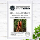 【有機種子】 万福寺大長ニンジン / 鮮紅大長ニンジン S 1.2g 種蒔時期 初夏まき