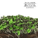 【有機種子】 赤バジル(スプラウト) L (20g) 種蒔時期 周年まき