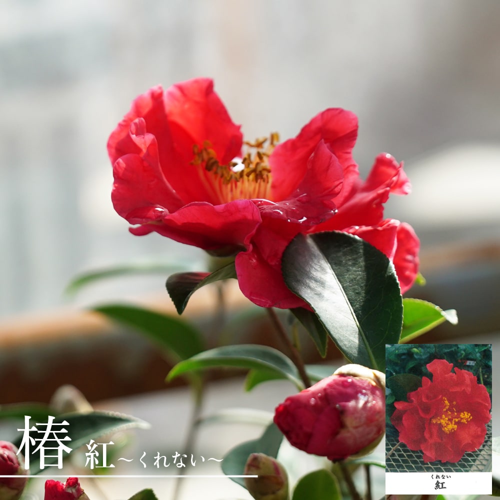 椿 苗 【紅 （くれない）】 接木 白鉢苗 開花 3～4月