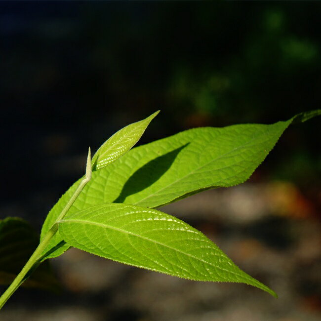 �ڥϥʥҥ��Х�塼�� �����Υ� ��ꥪ�ǥ�ɥ��� ������ 5��ݥå��� �ޤ���