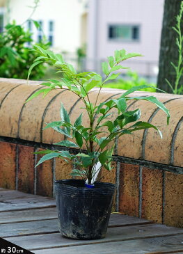 ヒイラギナンテン 苗 銀葉 (ギンヨウ) ポット苗 生垣 常緑樹