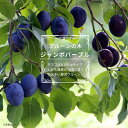 プルーン 苗木 【ジャンボパープル】 1年生接木苗 【予約販売】11~12月頃入荷予定