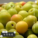 梅の苗木 【加賀地蔵】 実梅 うめ 1年生接木苗 単品 or 受粉樹セット 登録品種・品種登録 【予約販売】11〜12月頃入荷予定