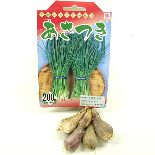 【あさつき】 球根 200g 国産（茨城県産） （植え付け時期7月下旬～11月上旬）