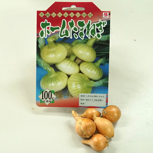 【ホームたまねぎ】 球根 100g 国産 茨城県産 植え付け時期10月中旬まで 【予約販売】7月頃下旬発送予定 