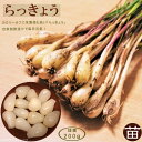 【らっきょう】 球根 200g 国産（鳥取県産） （植え付け時期7月下旬～9月下旬）