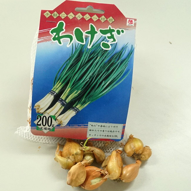 【わけぎ（分葱）】 球根 200g 国産（茨城県産） （植え付け時期10月下旬まで）