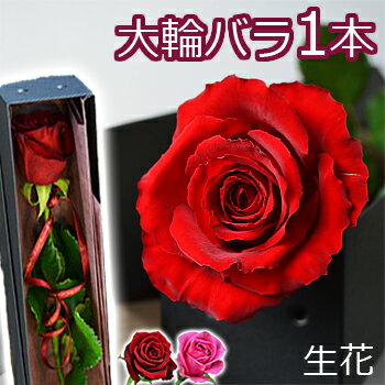 大輪 バラ 花束 1本 一輪BOX 薔薇 父