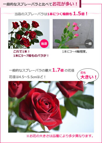 楽天市場 大臣賞 スプレーバラの花束 本数指定ok 誕生日 プレゼント 結婚記念日 父の日 妻 ギフト 花 プロポーズ 薔薇 7本 バラの花束 通販 Hana Rug