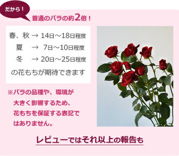 国産大臣賞スプレーバラの花束(7本〜)バラ花束を誕生日(お誕生日還暦)のお祝いのお花(花束)に。退職祝い(退職送別送別会)結婚記念日(記念日)結婚祝いの花のプレゼントギフト(贈り物)や敬老の日にバラ花束を。赤/ピンク/イエローの薔薇の花束を送料無料