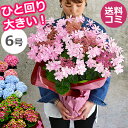 母の日 あじさい 鉢植え【ワンサイズ大きい6号鉢】 アジサイ 花 紫陽花 珍しい プレゼント ギフト 鉢花 花鉢 ダンスパーティー カメレオン 送料無料 2019