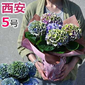 楽天市場 秋色アジサイ 西安ピンク ブルー 5号鉢 母の日 プレゼント ギフト シーアン あじさい 紫陽花 鉢花 花鉢 送料無料 バラの花束 通販 Hana Rug