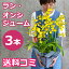 オンシジューム 鉢植え 3本立 お供え お盆 お悔み 花鉢 鉢花 ギフト プレゼントに 蘭 オンシジウム 誕生日 開店祝い 送料無料