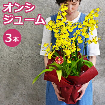 オンシジューム 鉢植え 3本立 敬老の日ギフト プレゼント 花鉢 鉢花 蘭 オンシジウム 送料無料