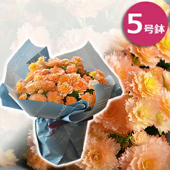 珍しい ベゴニア・ルネッサンスプットneo 花 鉢植え ギフト プレゼント 鉢花 花鉢 送料無料 2020