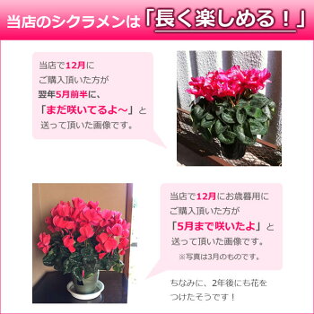 楽天市場 シクラメン 大臣賞産地の特選大株 6号鉢 鉢植え ラッピング無料 ギフト プレゼントお歳暮 誕生日 天使の羽 最高級 花 新品種 希少 珍しい 九州 贈答品 送料無料 バラの花束 通販 Hana Rug 楽天市場 シクラメン 大臣賞産地の特選大株 6号鉢 鉢植え ラッピング無料 ギフト プレゼントお歳暮 誕生日 天使の羽 最高級 花 新品種 希少 珍しい 九州 贈答品 送料無料 バラの花束 通販 Hana Rug