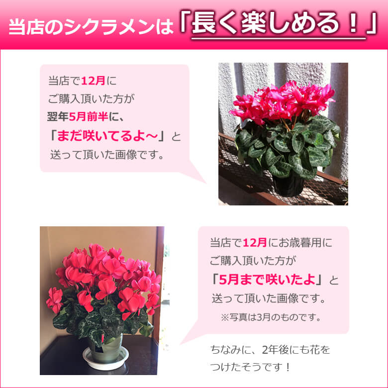 楽天市場 シクラメン 大臣賞産地の特選大株 6号鉢 鉢植え ラッピング無料 ギフト プレゼントお歳暮 誕生日 天使の羽 最高級 花 新品種 希少 珍しい 九州 贈答品 送料無料 バラの花束 通販 Hana Rug