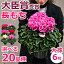 【シクラメン】6号 鉢(鉢植え)お歳暮 誕生日 プレゼント ギフト ローゼス チモ アイスプリンセス 鉢花 送料無料
