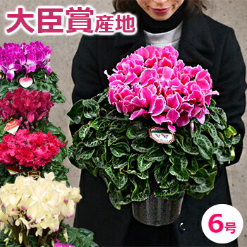 クリスマスフラワーは生花!シクラメンの鉢植えをギフトのおすすめ