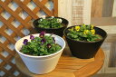 ビオラ　鉢植え　同色3株お誕生日おめでとう、お祝い、お礼、ありがとう秋からのオススメのお花