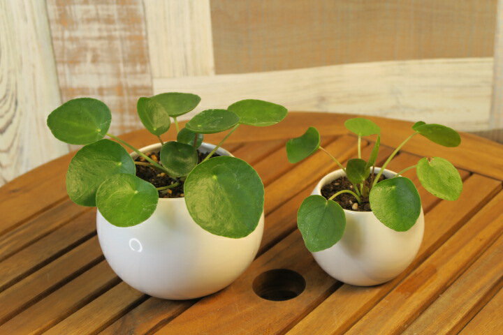 楽天市場】ピレアペペロミオイデス(観葉植物|花・観葉植物 楽天市場】ピレアペペロミオイデス(観葉植物|花・観葉植物