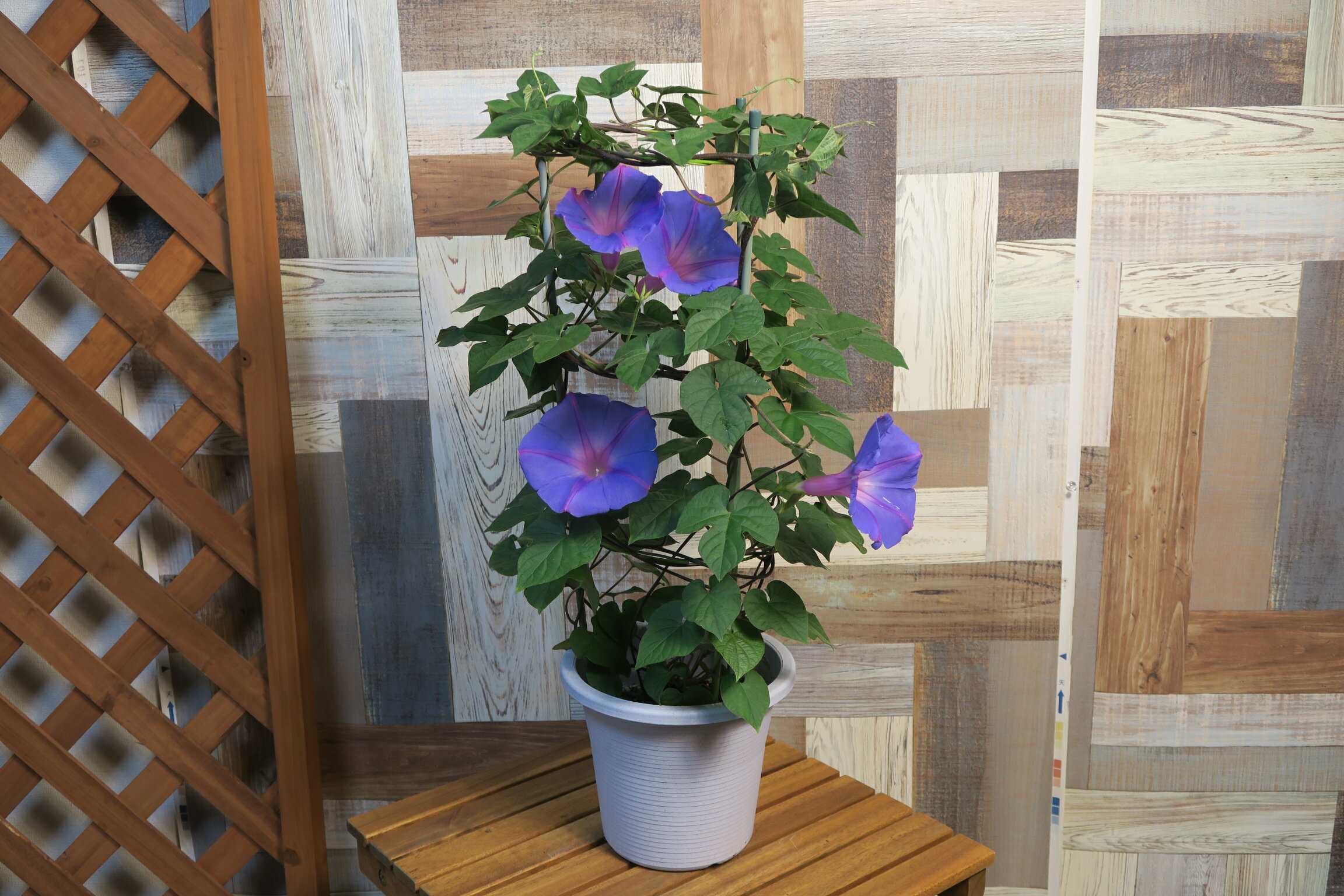 楽天市場】ヘブンリーブルー 朝顔 鉢植えの通販