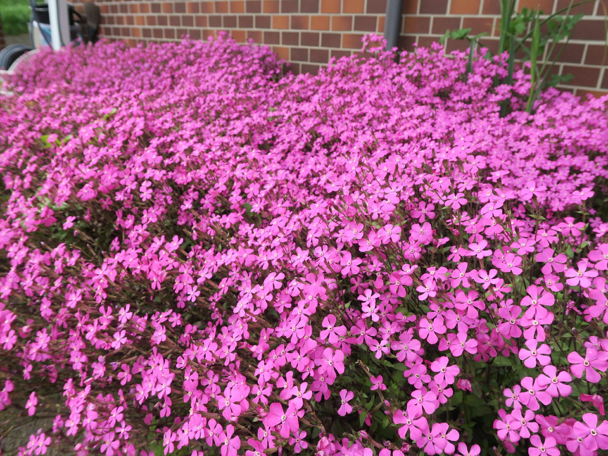 シレネ 苗の商品画像