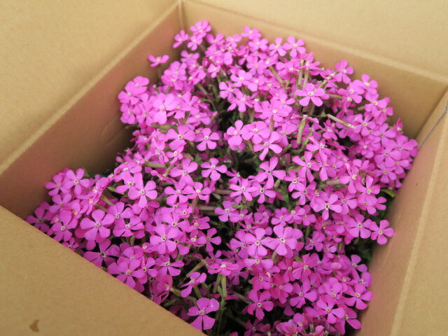 シレネ・ピンクパンサー（カロリニアナ）【送料込価格】 【一部の地域除く】3.5号ポット苗4株 6株、9株、20株より【販売時期2月上旬～5月初旬頃】