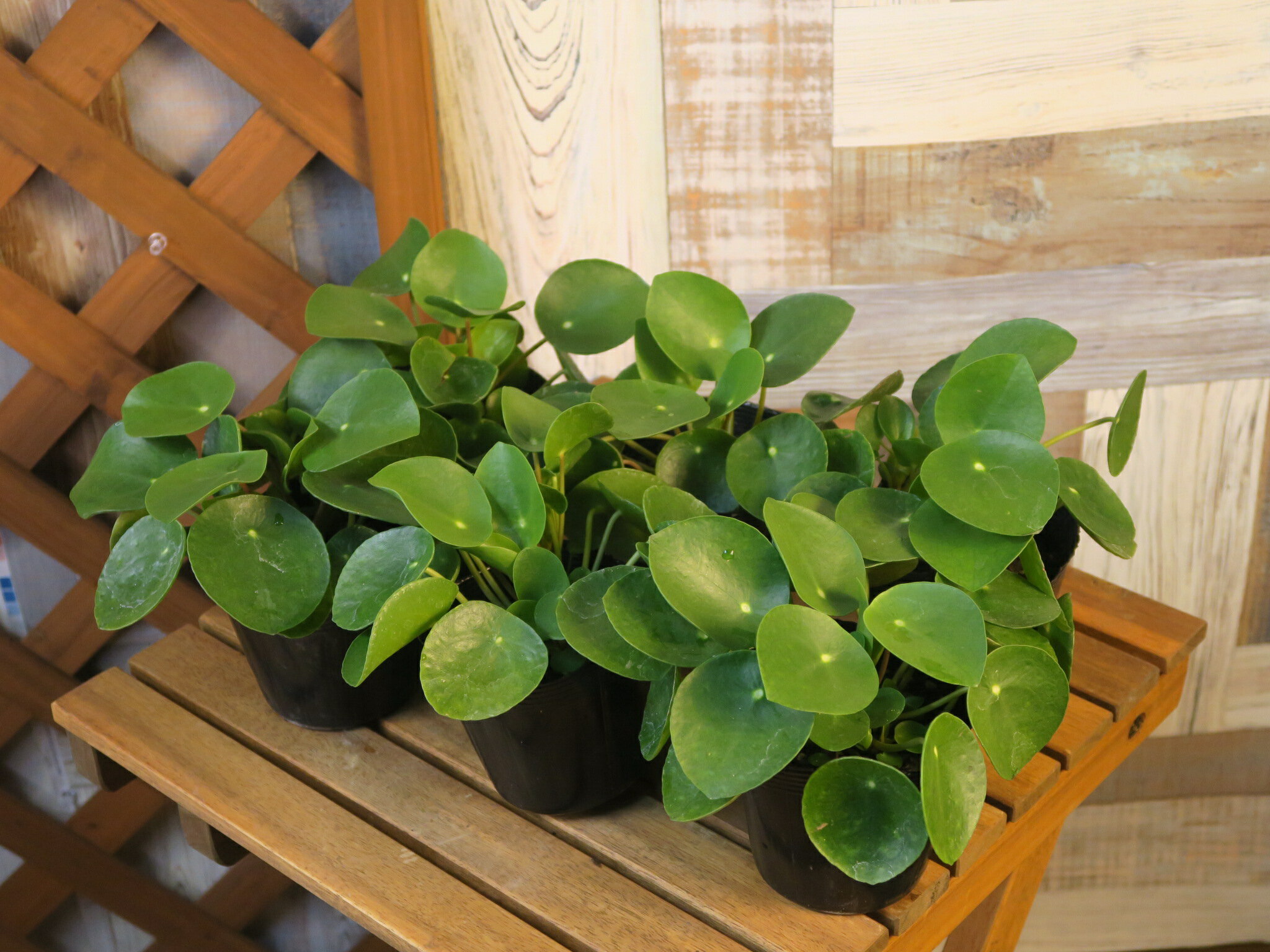 【売り切り特価】 ピレア ペペロミオイデス 【送料込価格】6株セット ポットサイズ4種の中からお選び下さい定期的の入れ替えの為、在庫品を割安価格でご提供致す場合がございますポットサイズ3.5、3、2.5、2号各6株ずつ無くなり次第終了となります