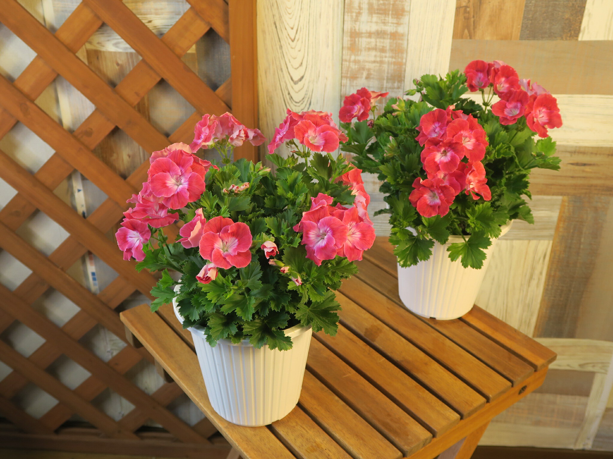 ペラルゴニウム【フェアリーチュチュ】 チェリー 5号鉢