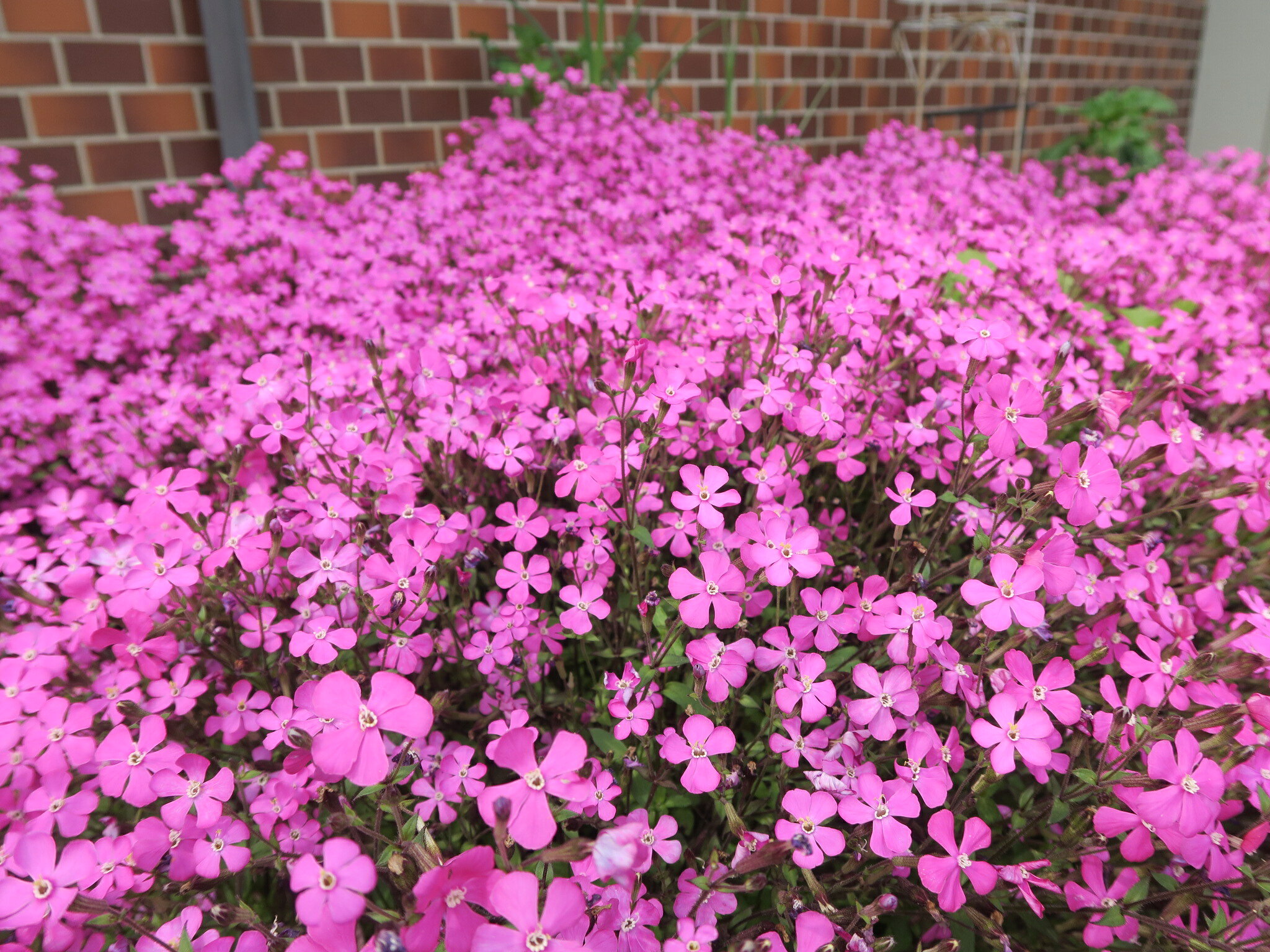 楽天市場】ピンクパンサー（花・ガーデン・DIY）の通販