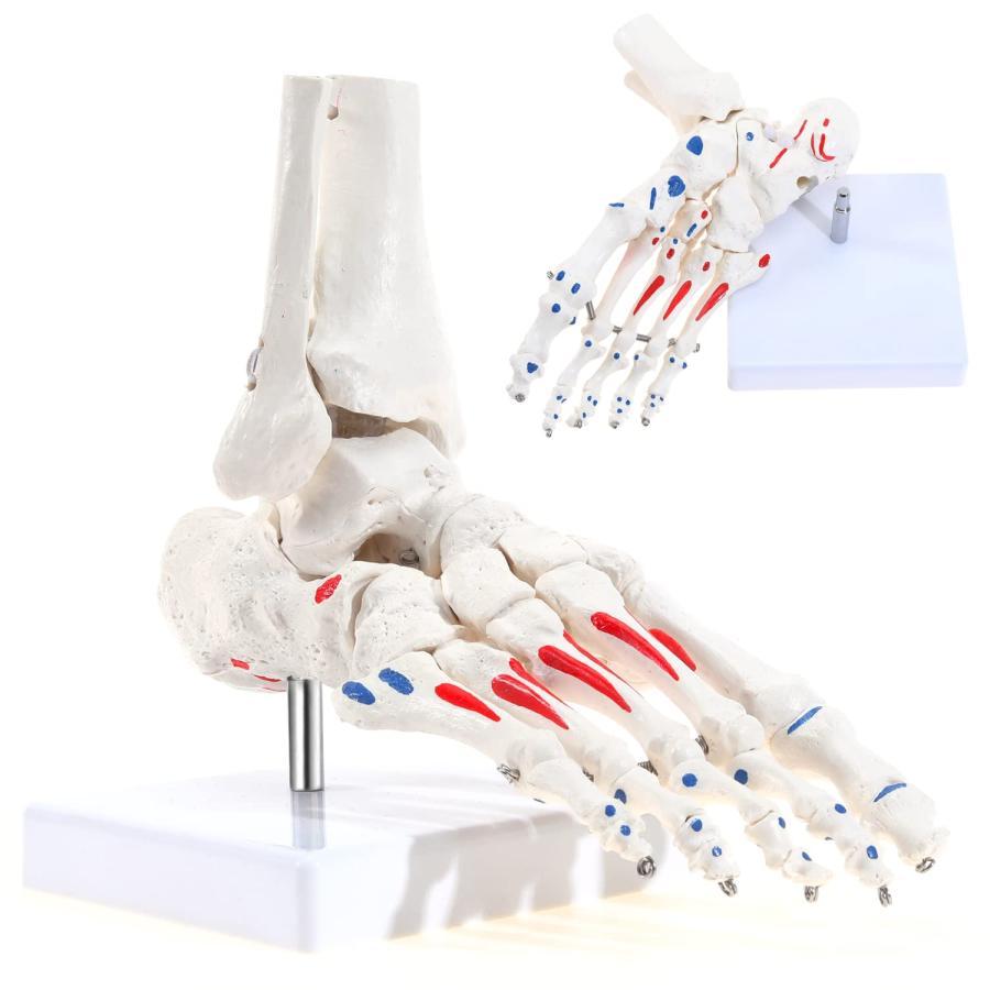 人間の足と足首の骨格モデル、脛骨と腓骨のパーツ、柔軟な足の骨の構造モデル