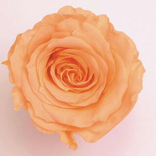 【プリザーブド】大地農園/ローズ・かのん・L　8輪　ジュリアオレンジ/05203-361【01】 プリザーブドフ..