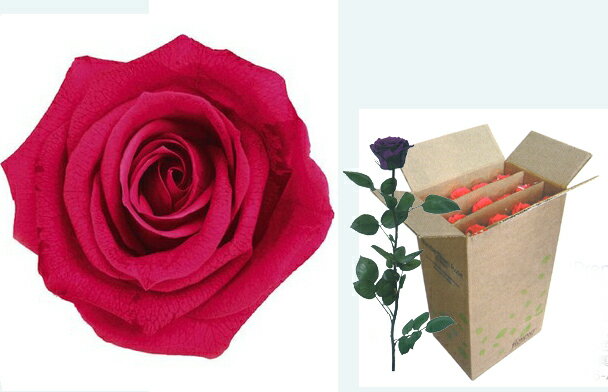 【プリザーブド】フロールエバー/スタンダードローズ ステム付 スリーブ入り　ホットピンク　12本/FL01..