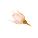 大地農園/スージー　20輪　ブライダルピンク/02400-101 プリザーブドフラワー プリザーブドフラワー花材 バラ（ローズ）