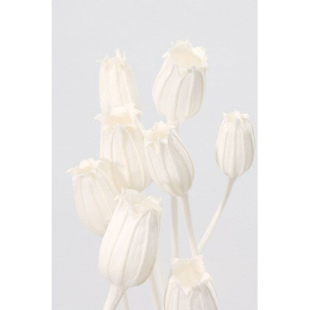 【ドライ】大地農園/フローレンティナ 30g 白/50510-011【01】 ドライフラワー ドライフラワー花材 その他ドライフラワー