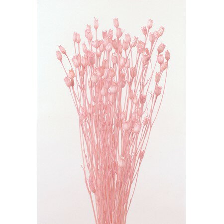 【ドライ】大地農園/フローレンティナ　30g　ピンク/50510-101【01】 ドライフラワー ドライフラワー花..