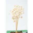 【ドライ】大地農園/ミニコーンフラワー 20g オフホワイト/30200-011【01】 ドライフラワー ドライフラワー花材 コーンフラワー