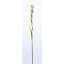 【造花】アスカ/チューベローズ ピ−チクリ−ム/A-32766-004C|造花 バラ【01】【01】【取寄】《 造花(アーティフィシャルフラワー) 造花 花材「は行」 バラ 》