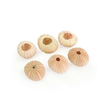 azi-azi/シーウーチン／S／ピンク　（6個セット）/AN-124【01】【取寄】[3個] 花資材・フローリスト道具 デコレーションパーツ・素材 夏の小物・素材のサムネイル