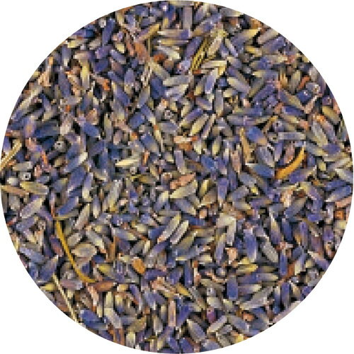 生活の木/Cラベンダー100g　/01-644-4020【01】 ドライフラワー ドライフラワー花材 ラベンダー