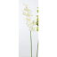 【造花】アスカ/シンビジューム×10 クリームホワイト/A-31468-011【01】【01】【取寄】《 造花(アーティフィシャルフラワー) 造花 花材「さ行」 シンビジューム 》