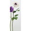 【造花】アスカ/アネモネ パープルホワイト/A-33018-007W【01】【01】【取寄】《 造花(アーティフィシャルフラワー) 造花 花材「あ行」 アネモネ 》
